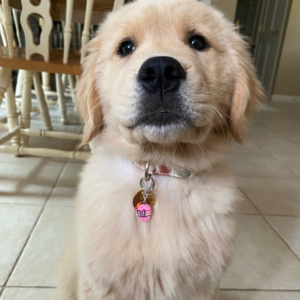 🩴Pet collar charm